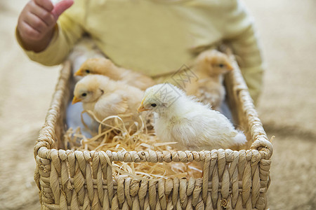 四只小鸡 和婴儿一起坐在韦杰篮子里图片