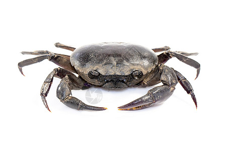 螃蟹野外螃蟹在白色背景中被孤立的图像贝类农业市场食物美食荒野动物烹饪盛宴淡水图片