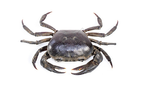 螃蟹野外螃蟹在白色背景中被孤立的图像食物宏观动物稻田盛宴午餐野生动物农民海洋烹饪图片