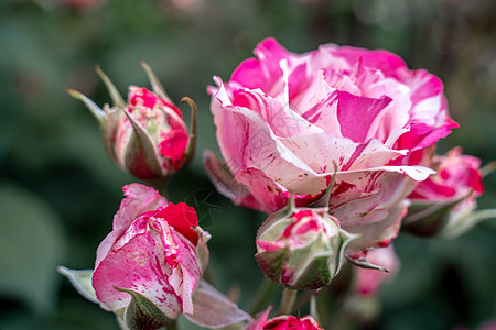 花朵有粉色条纹玫瑰花 花园里有绿色叶子图片