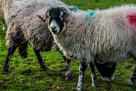 绿草上草原上的羊群羊肉白色农场图片