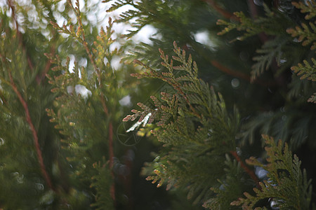 绿硫树枝纹理 冷冻植物 冬季 冬季 森林细节 冬天的美丽性图片