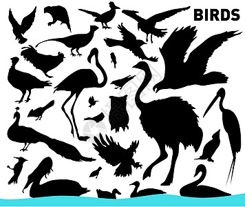 鸟类公鸡主教红衣走鹃乌鸦海鸥野生动物账单啄木鸟插图图片