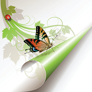 弯曲角瓢虫蝴蝶反射白色插图笔记叶子折叠卷曲标签图片