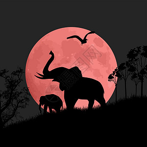 夜里大象的太阳光红色哺乳动物动物园动物野生动物日出森林荒野大草原衬套图片