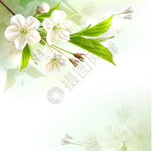 用白色花朵遮光树枝天空花园园艺植物季节柔软度宏观叶子果园投标图片