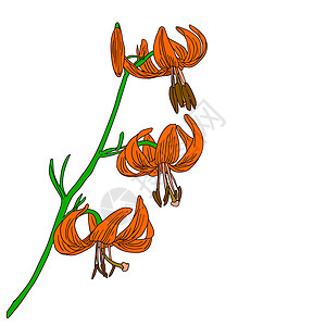 白色背景上孤立的矢量李花植物花粉百合插图花瓣生长宏观植物学橙子叶子图片