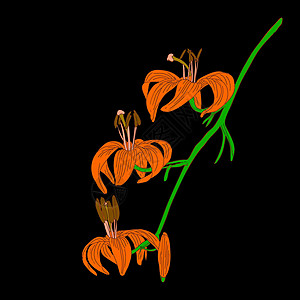 黑色背景上孤立的矢量李花植物学插图生长植物花粉宏观花瓣叶子百合橙子图片
