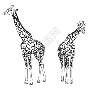 塞南克修道院两只长颈鹿 矢量插图生态动物食草公园野生动物荒野眼睛耳朵斑点脖子设计图片