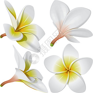斯米兰群岛夏威夷项链花设计图片