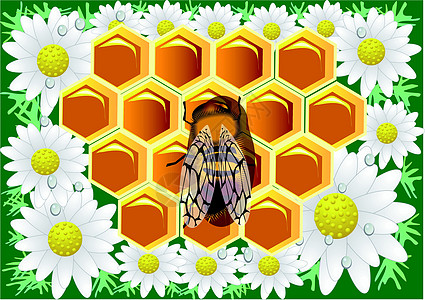 蜜蜂水昆虫食物蜂蜡白色蜜室绿色草地条纹蜂窝药品图片