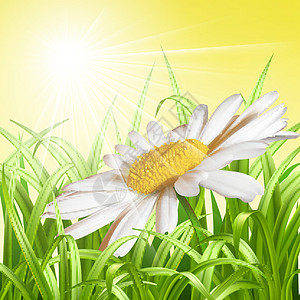 青草和菊花     夏季背景图片