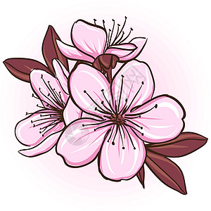 樱花花花园公园叶子植物樱花卡片花瓣艺术插图季节图片