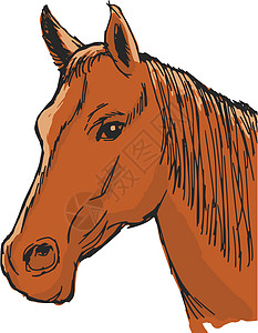 马背马插图速度草图农场运动荒野马术板栗卡通片游戏图片