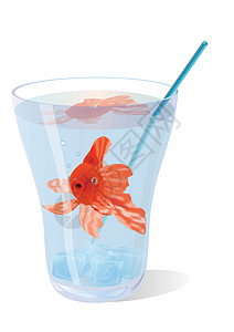 金金鱼危险酒吧管子液体酒精假期红色玻璃娱乐反射图片