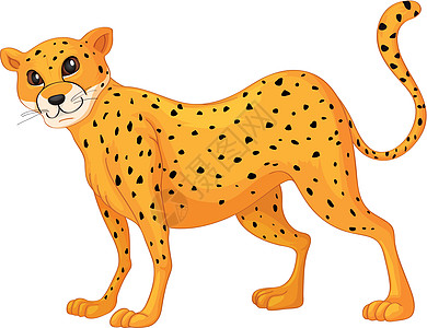 猎豹哺乳动物动物猫科胡须荒野斑点大猫情调异国豹属图片