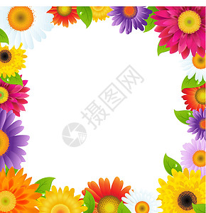 色彩多彩的Gerbers花花框架植物群甘菊拼贴画墙纸园艺格柏婚礼植物学边界雏菊图片