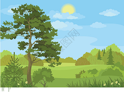 有树木和天空的夏月风景季节生态空地植物叶子木头衬套云杉生长灌木图片
