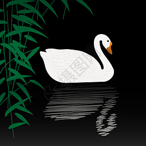 野生天鹅Swan 插图设计图片