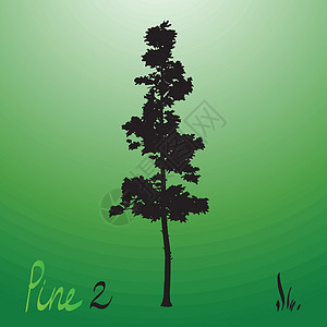 太平洋西北松树长成的青绿树环绕光影沿海夹子树干艺术枝条森林公园云杉生长插图设计图片