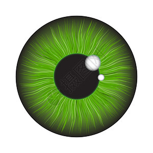 白色 b 上孤立的绿色虹膜眼逼真矢量集设计眼球鸢尾花圆形棕色反射艺术插图解剖学镜片眼睛图片