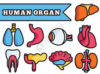 人体器官细线图概念 se气管食管牙齿动脉科学心血管药品膀胱胰腺心室图片