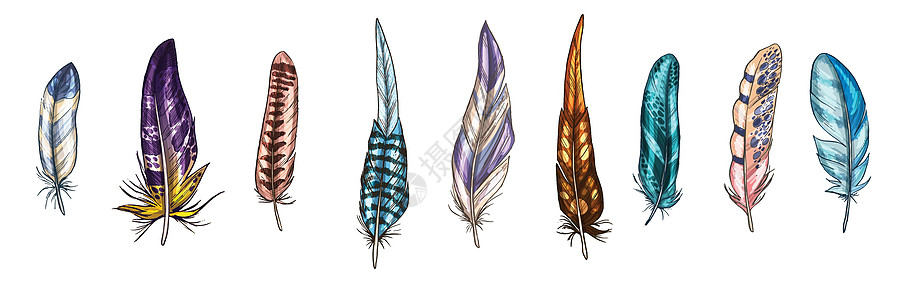 五颜六色的详细鸟羽毛隔离在透明的背景上 一套美丽的鸟羽毛 矢量图精神护身符蓝色插图护符魔法绿色艺术打印中风图片