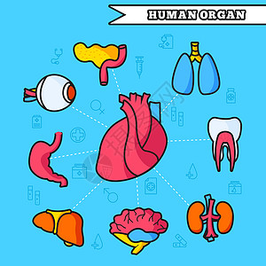 细线风格人体器官设置图标概念 矢量插图设计信息图表生理食管胰腺气管卡通片主动脉心室动脉眼睛科学图片