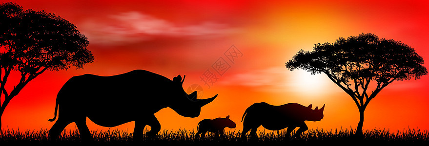 若尔盖大草原日落时非洲犀牛群设计图片
