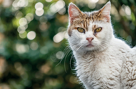 我们天性中可爱的朋友是猫猫宠物绘画友谊睡眠卡通片猫咪哺乳动物小猫动物头发图片