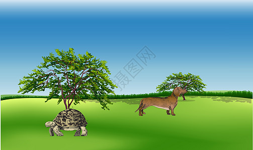 牲畜在乐园中行走草地场地花园哺乳动物猫科宠物虎斑公园动物蓝色图片