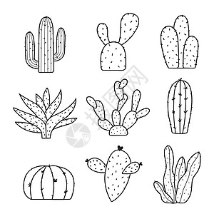 PotCartoon 矢量中的仙人掌和植物集肉质涂鸦植物学沙漠植物群卡通片叶子植物绿色花盆背景图片