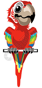 卡通红玛卡情调动物群宠物鹦鹉动物园金刚鹦鹉微笑丛林卡通片红色图片