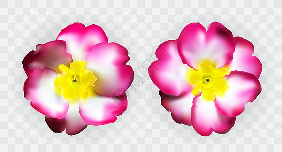 五颜六色的自然主义粉红色白色黄色报春花在透明背景上 它制作图案矢量粉色宏观绿色花园树叶植物群植物紫色园艺叶子图片