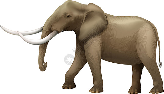 大象门牙沙漠脊椎动物耳廓椎骨动物学绘画动物成人长毛图片