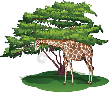 树下的长颈鹿反刍动物脖子外套动物骨锥外貌食草分支机构木头树叶图片