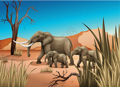 沙漠中的大象地面森林哺乳动物沼泽地鼻类土地植物象科长鼻象牙图片