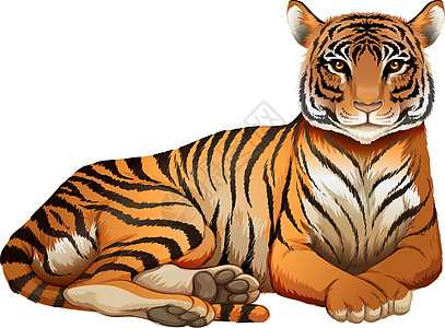 一只老虎虎豹动物豹属绘画哺乳动物白色意义哺乳猫科食肉图片