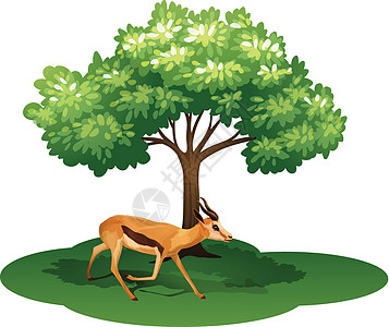 树下的一只鹿图片