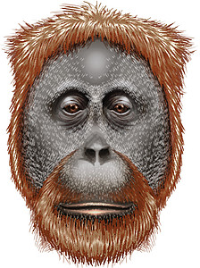 猩猩绘画现存丛林森林动物荒野树木动物园水果灵长类图片