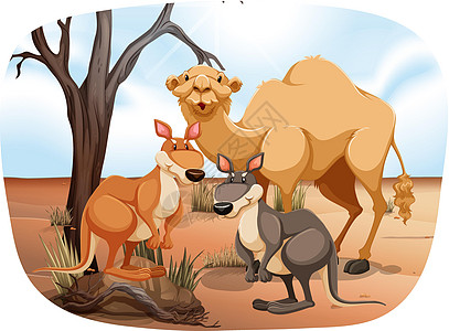 动物袋鼠卡通片绘画热带濒危沙漠异国哺乳动物土地食肉图片