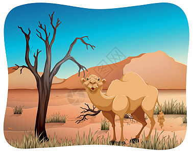 骆驼绘画丘陵异国卡通片哺乳动物濒危热带野生动物风景白色图片