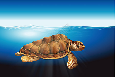 一只海龟在水中捕食者爬虫太阳光线杂食性动物科学龟科射线绘画濒危图片