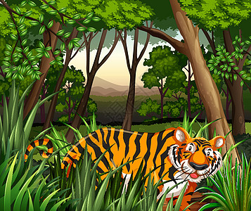 老虎动物丘陵绘画食肉肉食者风景场景荒野树叶树木图片