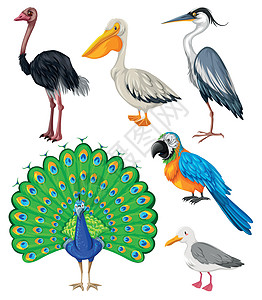 不同种类的野鸟鸽子哺乳动物动物小路起重机剪裁夹子荒野鹦鹉热带图片