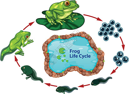 蝌蚪青蛙的生命周期荒野婴儿箭头生长学习野生动物艺术夹子动物生活设计图片