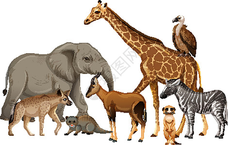 白色背景上的一群非洲野生动物哺乳动物收藏环境鬣狗猎人食肉动物园森林丛林生物图片