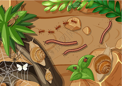 小青虫花园中不同类型昆虫的俯视图森林蚂蚁航班环境岩石野生动物插图风景动物群哺乳动物设计图片