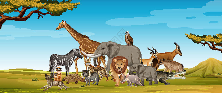森林场景中的一群野生非洲动物哺乳动物环境生物风景生活丛林大草原公园猎人动物园图片
