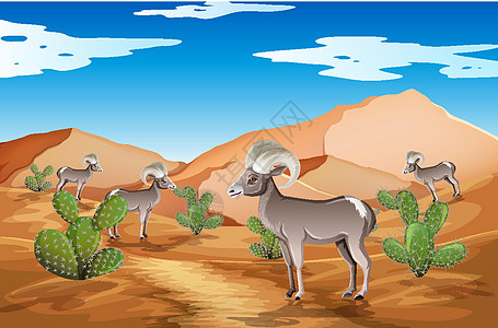 白天场景中的野生沙漠景观天气植物假期旅行动物羊肉插图风景婴儿羊毛图片